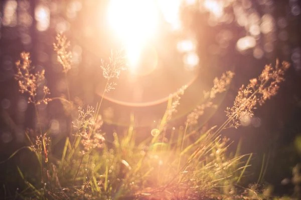 《象与蚁的寓言:从微小与巨大中领悟的人生智慧》