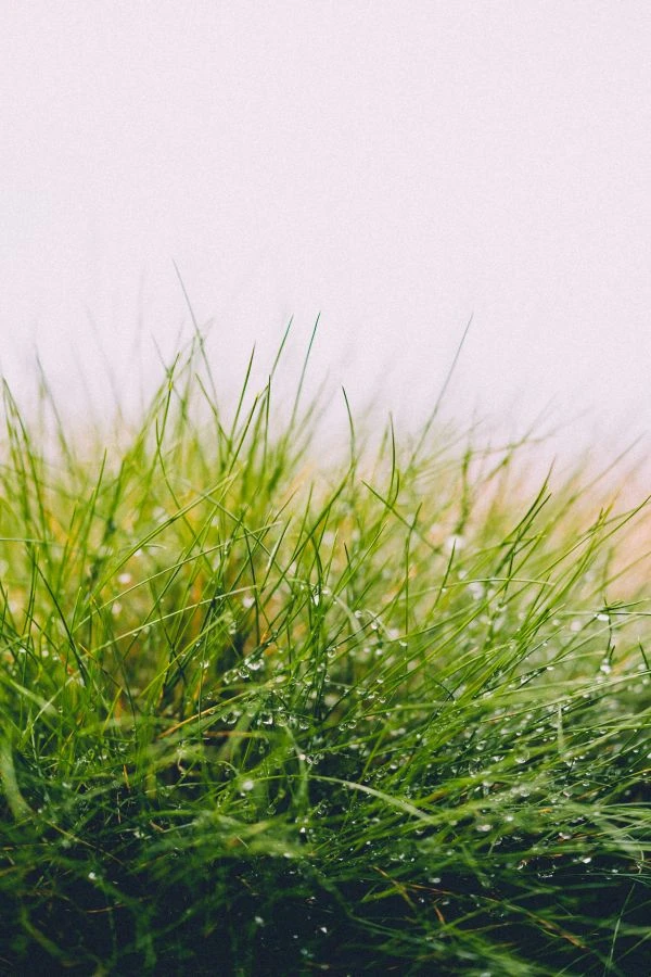 《木头桩故事：当沉默的树墩开口说话，我们听见了什么？》