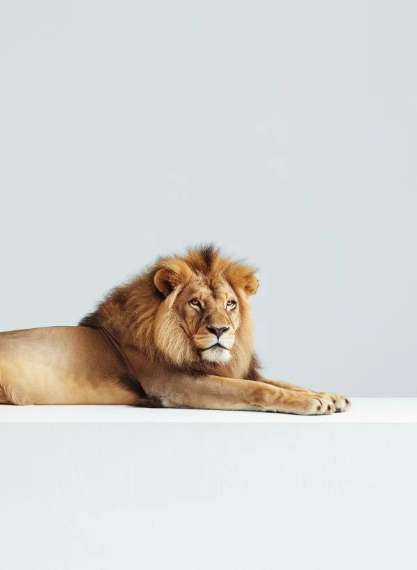 《开花树的故事：一场关于生命韧性与自我绽放的心灵洗礼》