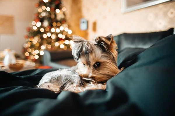 《绿茵场上的热血与成长:踢足球的故事读后感》