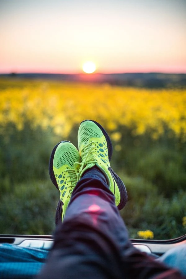 《野生小鸟的故事：一部唤醒人性与自然的灵魂之作》