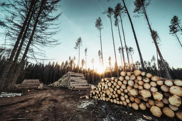 《蛀虫故事读后感:在微小中窥见生命的震撼与启示》