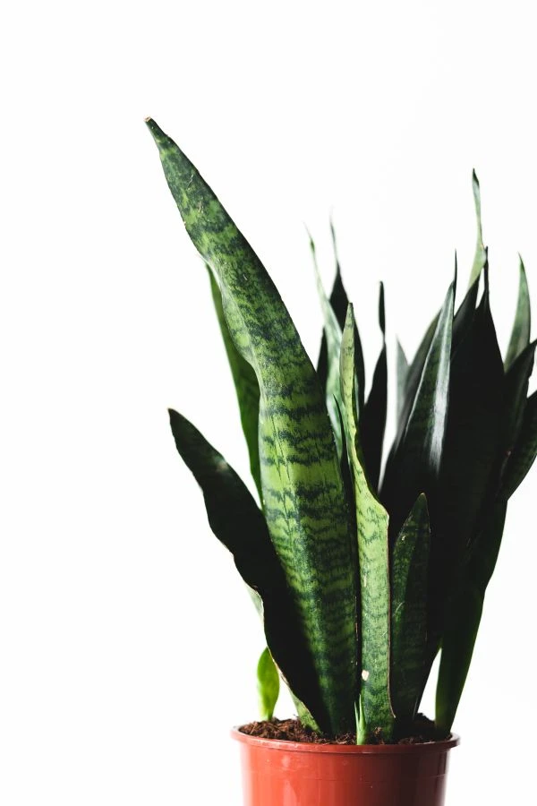 《圣经的故事影片：光影中的信仰震撼与人性启示》