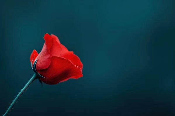 《蓝狮子故事：一场关于勇气与自我救赎的心灵震撼》